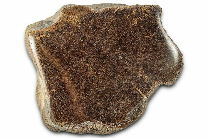 Cut and Polished Fossil Mosasaur Vertebra - Texas #350900